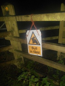 Bull in field, livestock can be grumpy