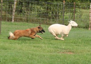 Don't let your Dog chase sheep